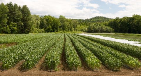 farmland