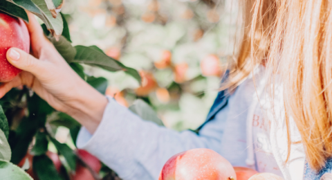 Apple picking on the farm