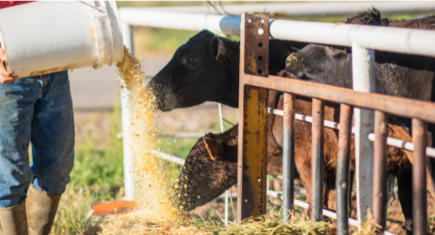 cows being fed