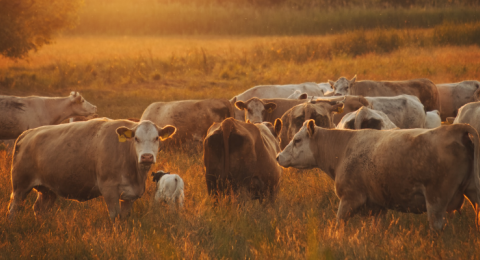 cows in the field