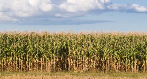 corn field