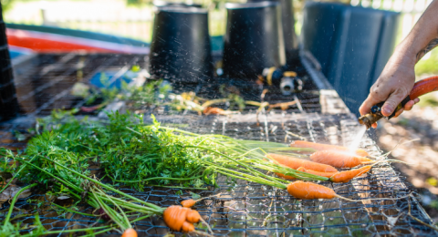 carrots being washed