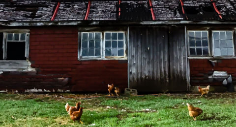 chickens in front of a barn