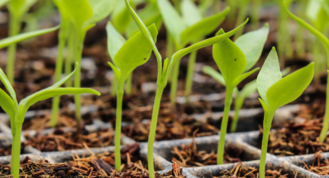 seedlings