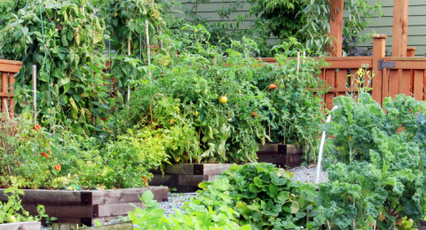 community garden