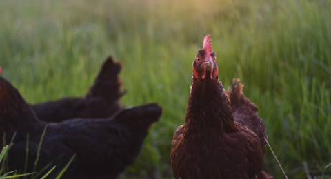 Chickens in pasture