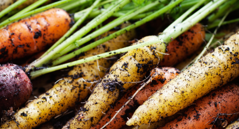 rainbow carrots with dirt on them