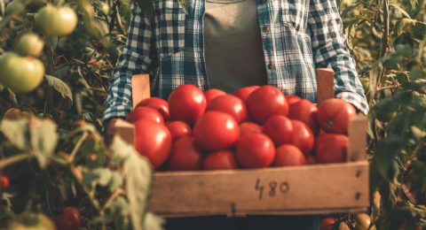 a box of red tomatoes in a greenhouse