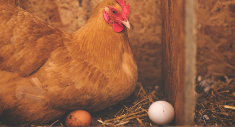 hen laying eggs