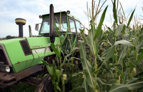 Tractor in corn field 