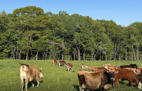 cows in a field 