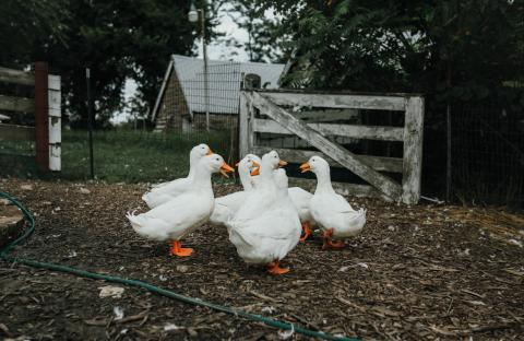 Ducks gathering on the farm.