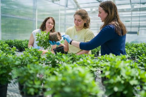 UNH Greenhouses