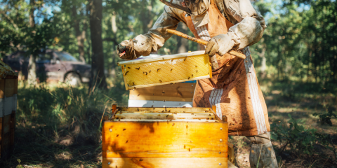 beekeeper