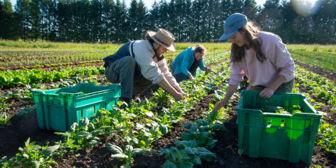 people farming