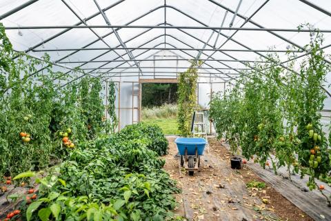 greenhouse with tomatoes inside it