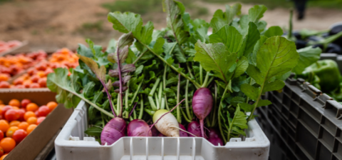 radishes in a bin